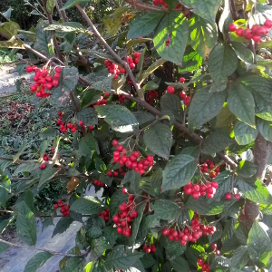cotoneaster bullatus 02