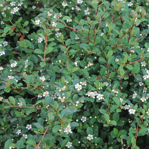 POR cotoneaster eicholz 02