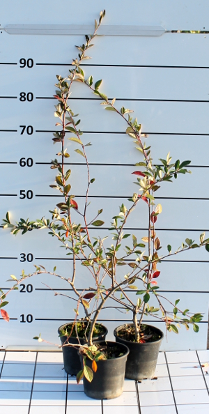 PORV cotoneaster lacteus t15