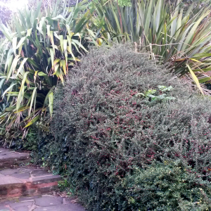 cotoneaster microphyllus buxifolius 01
