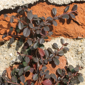 POR cotoneaster microphyllus streibs findling 01