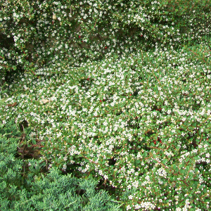 POR cotoneaster microphyllus streibs findling 02
