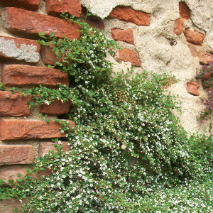 POR cotoneaster microphyllus streibs findling 03