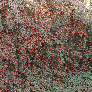POR cotoneaster microphyllus streibs findling 04