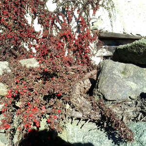 POR cotoneaster microphyllus streibs findling 05