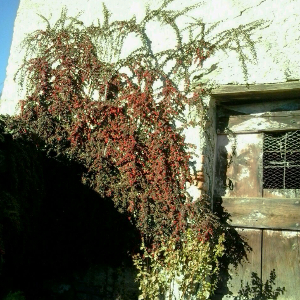 POR cotoneaster microphyllus streibs findling 06