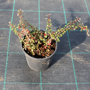 PORV cotoneaster microphyllus streibs findling t15