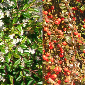 POR cotoneaster salicifolia repens 01
