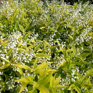 deutia crenata variegata 01