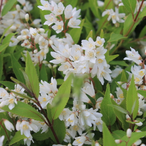 POR deutzia crenata nikko 02