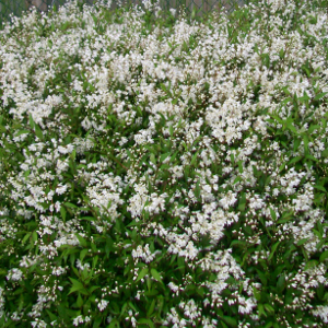 POR deutzia crenata nikko 03