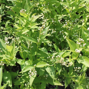 POR deutzia nana gracilis 02