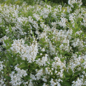 POR deutzia nana gracilis 03