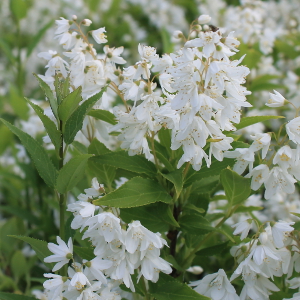 POR deutzia nana gracilis 04