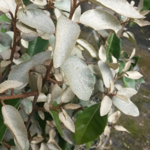 eleagnus ebbingei 02