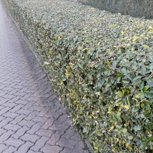 "eleagnus