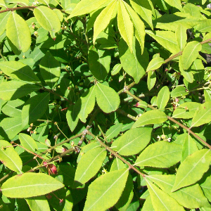 POR euonymus alatus compactus 01