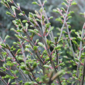 POR euonymus alatus compactus 02
