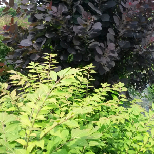 POR euonymus alatus compactus 03
