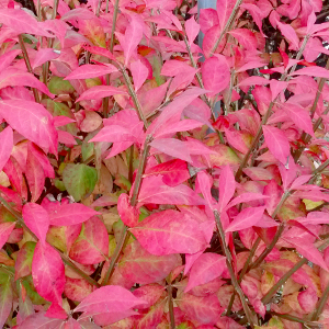 POR euonymus alatus compactus 04