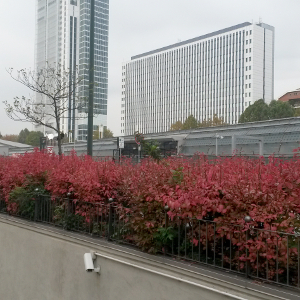 POR euonymus alatus compactus 06