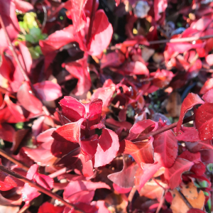 euonymus coloratus 03