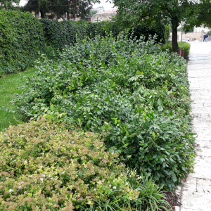 euonymus fortunei coloratus 02