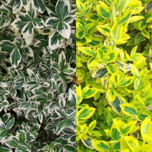 POR euonymus fortunei emerarld gold 01