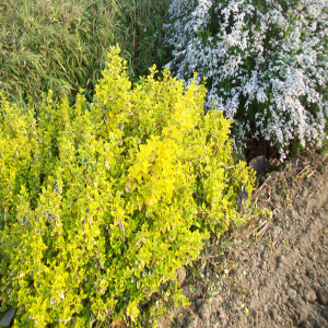 POR euonymus fortunei emerarld gold 02