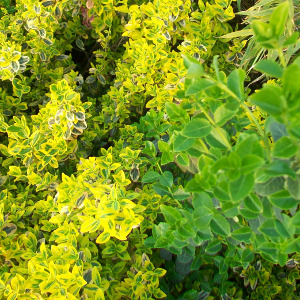 POR euonymus fortunei emerarld gold 05