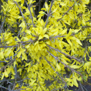 POR forsythia intermedia maree dor 02