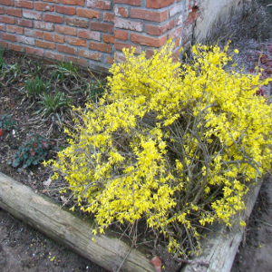 POR forsythia intermedia maree dor 03