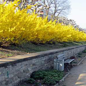 POR forsythia intermedia maree dor 04