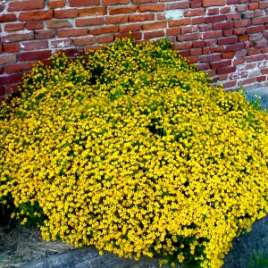 POR cytisus hyrsutus 01