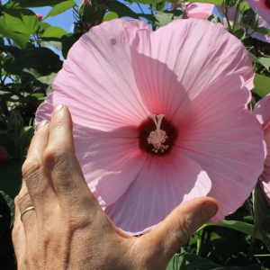 POR hibiscus palustris 01