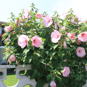 POR hibiscus palustris 02