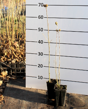 PORV hibiscus syriacus q913