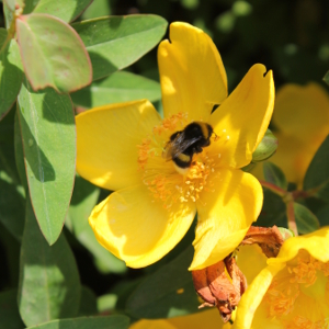 POR hypericum hidcote 01