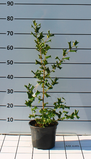 PORV ilex acquifolium. forcuta t19