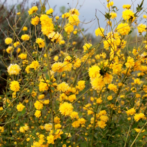 kerrya japonica pleniflora 01