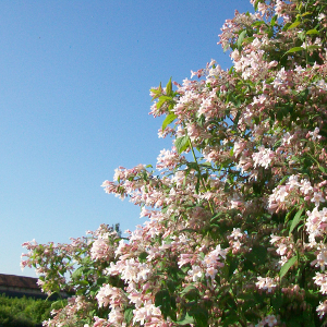 POR kolkwitzia amabilis pink cloud 02