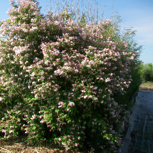 POR kolkwitzia amabilis pink cloud 03