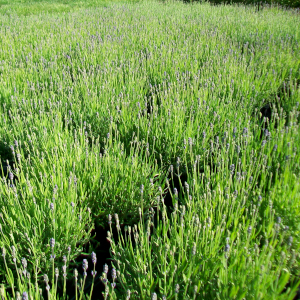 lavanda nana hidcote 01