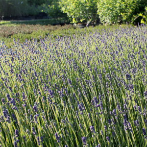 lavanda nana hidcote 02