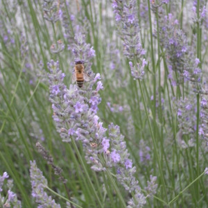 POR lavanda officinalis 01