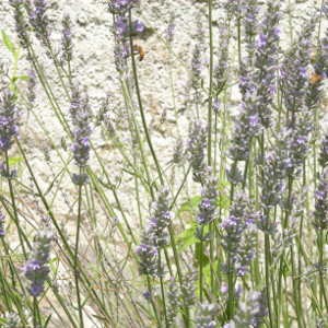 POR lavanda officinalis 04