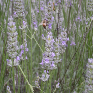 POR lavanda officinalis 05