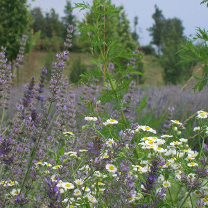 POR lavanda officinalis 06