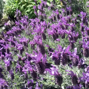 lavanda stoechas 01