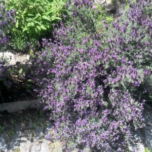 lavanda stoechas 02